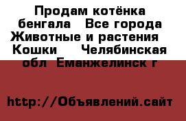 Продам котёнка бенгала - Все города Животные и растения » Кошки   . Челябинская обл.,Еманжелинск г.